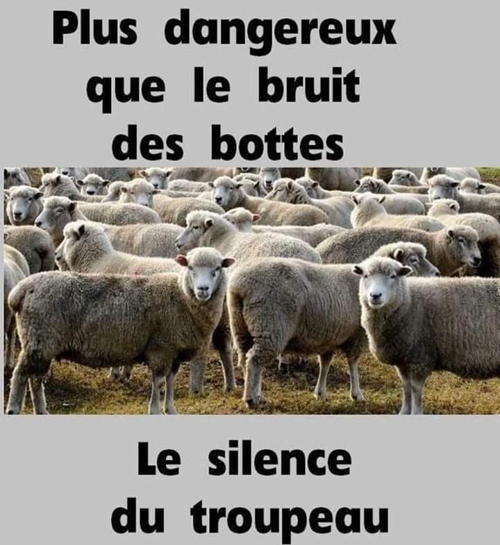 silence du troupeau